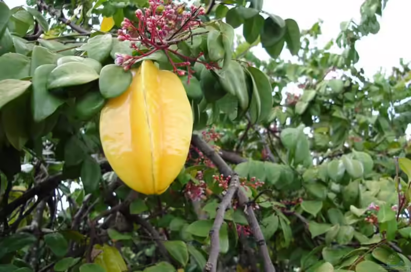 Averrhoa carambola im Garten pflanzen (Einrichtungsbeispiele mit Karambole)
