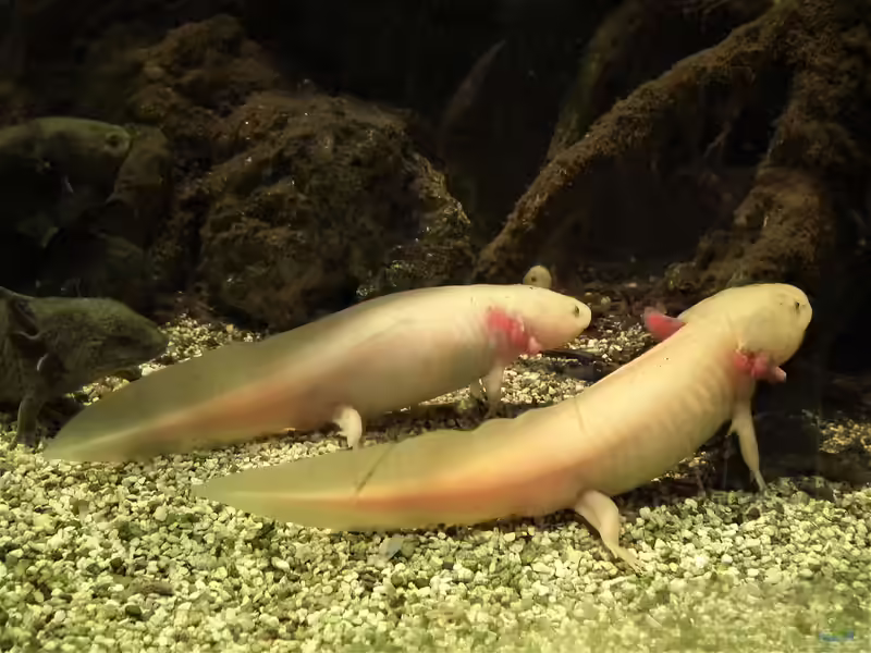 Axolotl im Aquarium halten (Einrichtungsbeispiele für Ambystoma mexicanum)