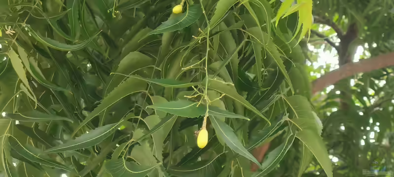 Azadirachta indica im Garten pflanzen (Einrichtungsbeispiele mit Niembaum)