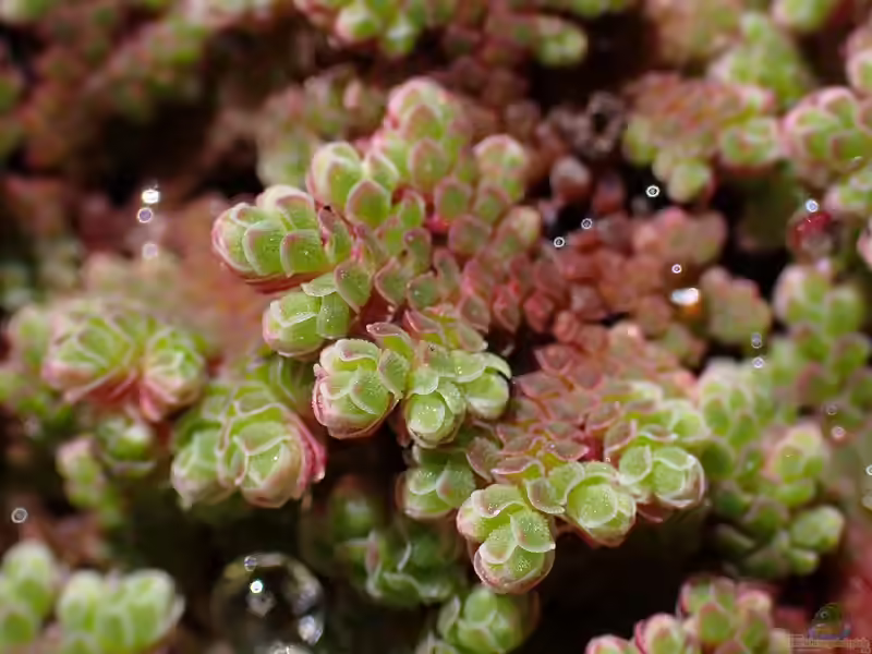 Azolla caroliniana am Gartenteich (Einrichtungsbeispiele mit Blauer Teichhalm)