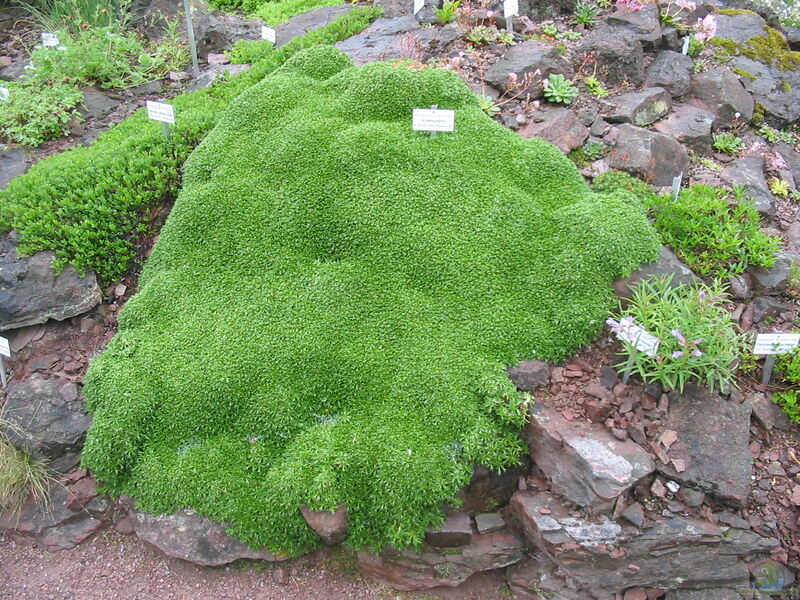 Azorella trifurcata am Gartenteich pflanzen (Einrichtungsbeispiele mit Andenpolster)