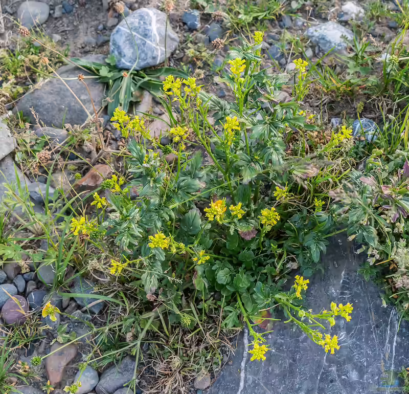 Barbarea verna im Garten pflanzen (Einrichtungsbeispiele mit Frühlings-Barbarakraut)