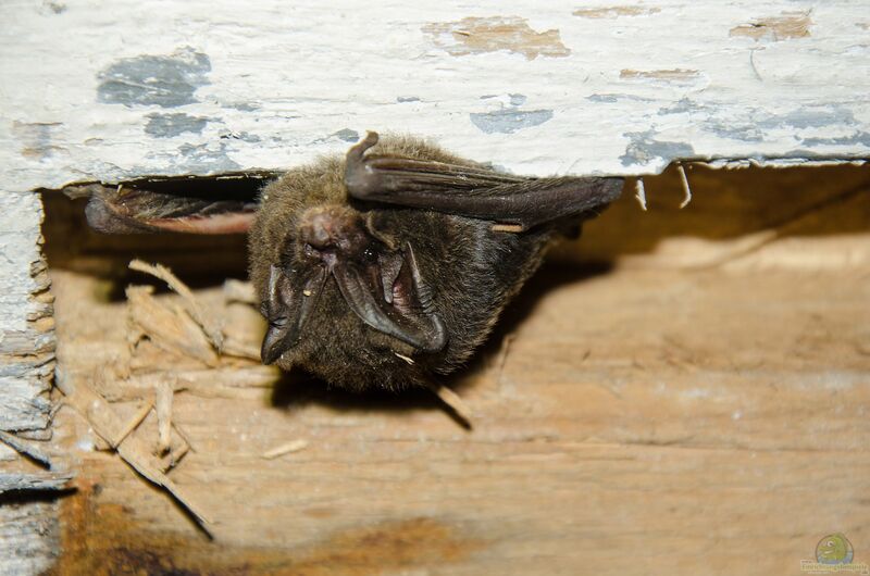 Barbastella barbastellus im Garten (Einrichtungsbeispiele mit Mopsfledermaus)