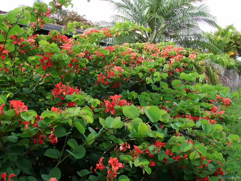 Bauhinia galpinii im Garten pflanzen (Einrichtungsbeispiele mit Zwerg-Orchideenbaum)