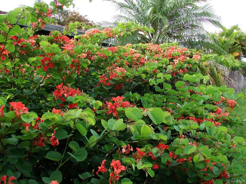 Bauhinia galpinii im Garten pflanzen (Einrichtungsbeispiele mit Zwerg-Orchideenbaum)