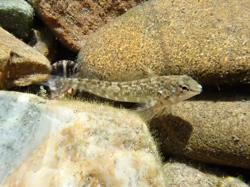 Bellapiscis medius im Aquarium halten (Einrichtungsbeispiele für Mittlerer Spitzkopfschleimfisch)