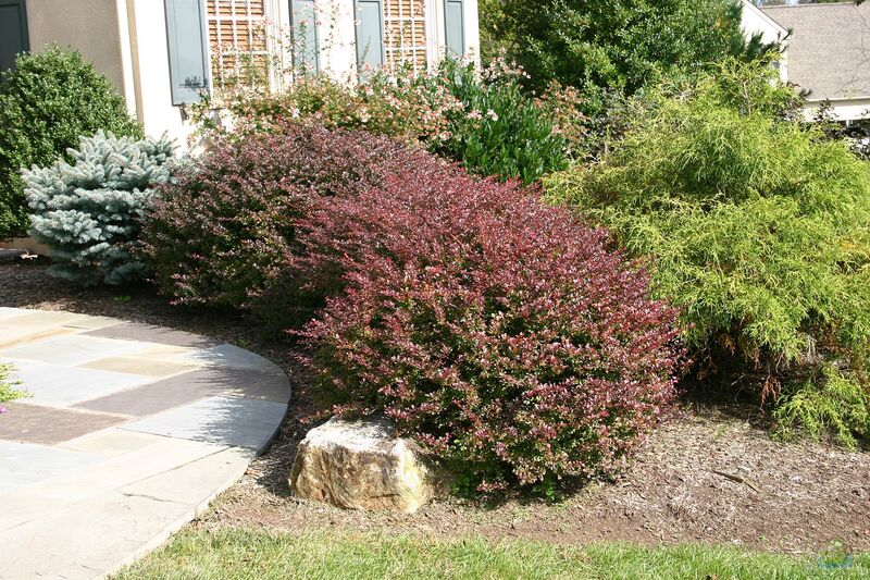 Berberis thunbergii am Gartenteich pflanzen (Einrichtungsbeispiele mit Thunberg-Berberitze)