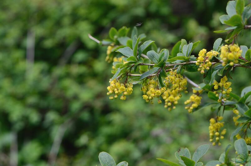 Berberis vulgaris im Garten pflanzen (Einrichtungsbeispiele mit Gewöhnliche Berberitze)