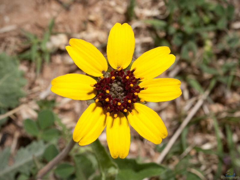 Berlandiera lyrata im Garten pflanzen (Einrichtungsbeispiele mit Schokoladenblume)