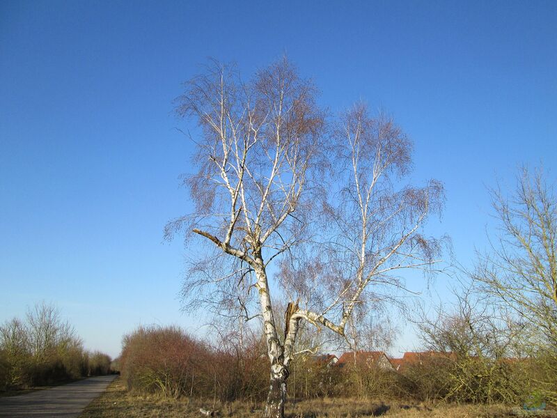 Betula pendula im Garten pflanzen (Einrichtungsbeispiele mit Gemeine Birke)