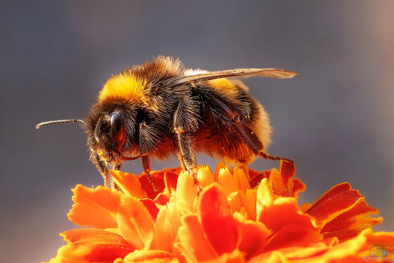 Bombus terrestris im Garten (Einrichtungsbeispiele mit Erdhummel)