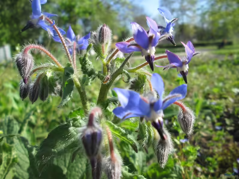 Borago officinalis am Gartenteich (Einrichtungsbeispiele mit Borretsch)