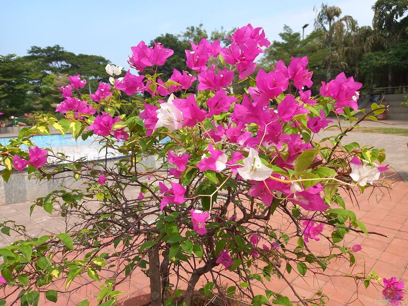 Bougainvillea glabra im Garten pflanzen (Einrichtungsbeispiele mit Kahle Drillingsblume)