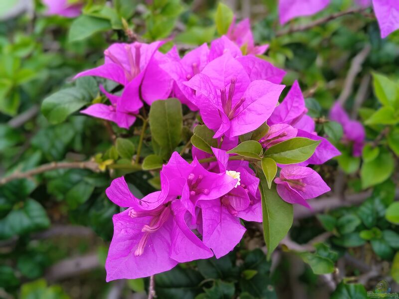 Bougainvillea spectabilis im Garten pflanzen (Einrichtungsbeispiele mit Prächtige Bougainvillea)