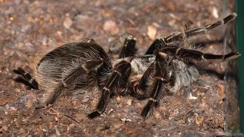 Brachypelma albopilosum halten (Einrichtungsbeispiele für Kraushaar-Vogelspinnen)