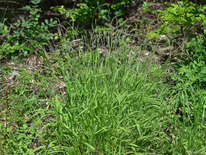 Brachypodium sylvaticum im Garten pflanzen (Einrichtungsbeispiele mit Wald-Zwenke)