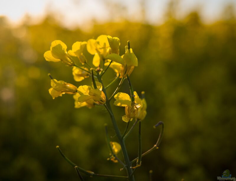 Brassica napus im Garten pflanzen (Einrichtungsbeispiele mit Raps)