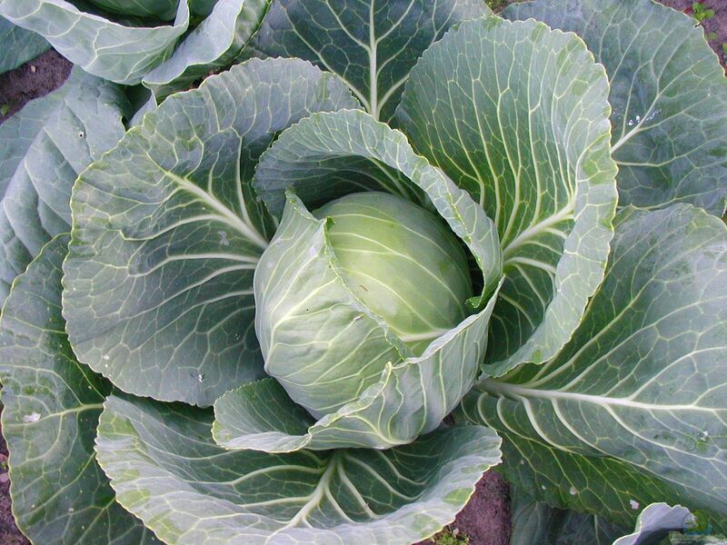 Brassica oleracea var. capitata f. alba im Garten pflanzen (Einrichtungsbeispiele mit Weißkohl)