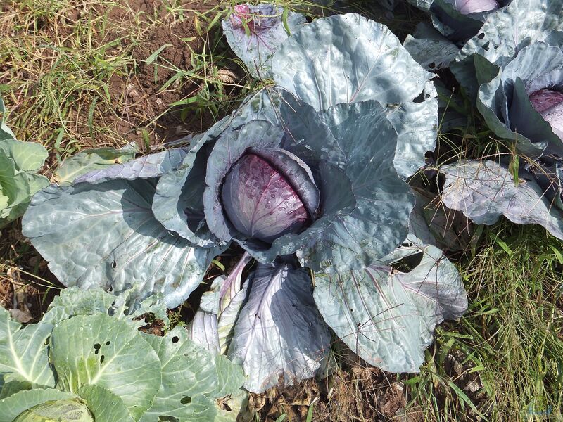 Brassica oleracea var. capitata f. rubra im Garten pflanzen (Einrichtungsbeispiele mit Rotkohl)