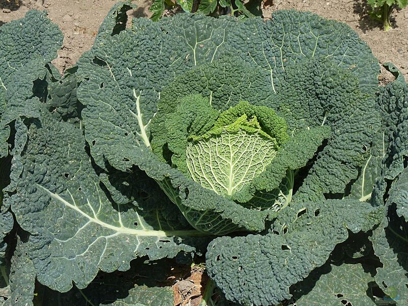 Brassica oleracea var. capitata var. sabauda im Garten pflanzen (Einrichtungsbeispiele mit Wirsing)