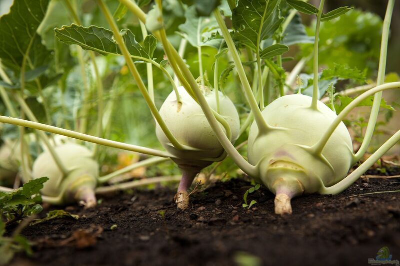 Brassica oleracea var. gongylodes im Garten pflanzen (Einrichtungsbeispiele mit Kohlrabi)