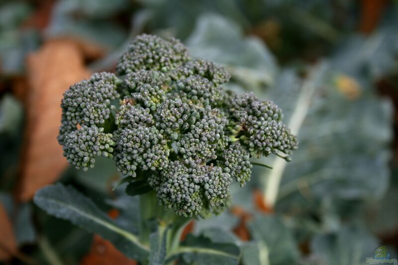 Brassica oleracea var. italica im Garten pflanzen (Einrichtungsbeispiele mit Brokkoli)