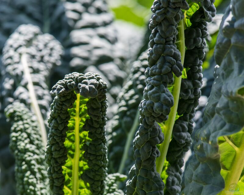 Brassica oleracea var. palmifolia im Garten pflanzen (Einrichtungsbeispiele mit Palmkohl)