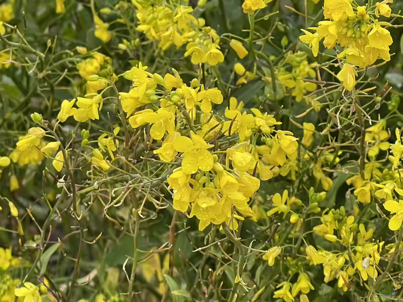 Brassica rapa im Garten pflanzen (Einrichtungsbeispiele mit Rübsen)