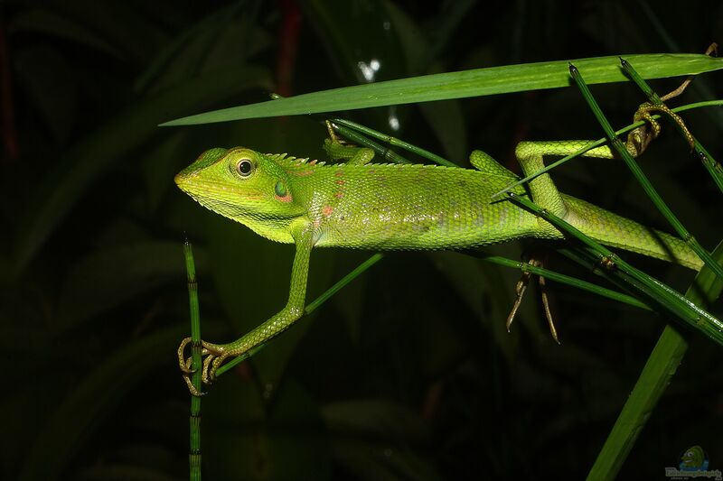 Bronchocela jubata im Terrarium halten (Einrichtungsbeispiele für Borneo-Langschwanzagame)