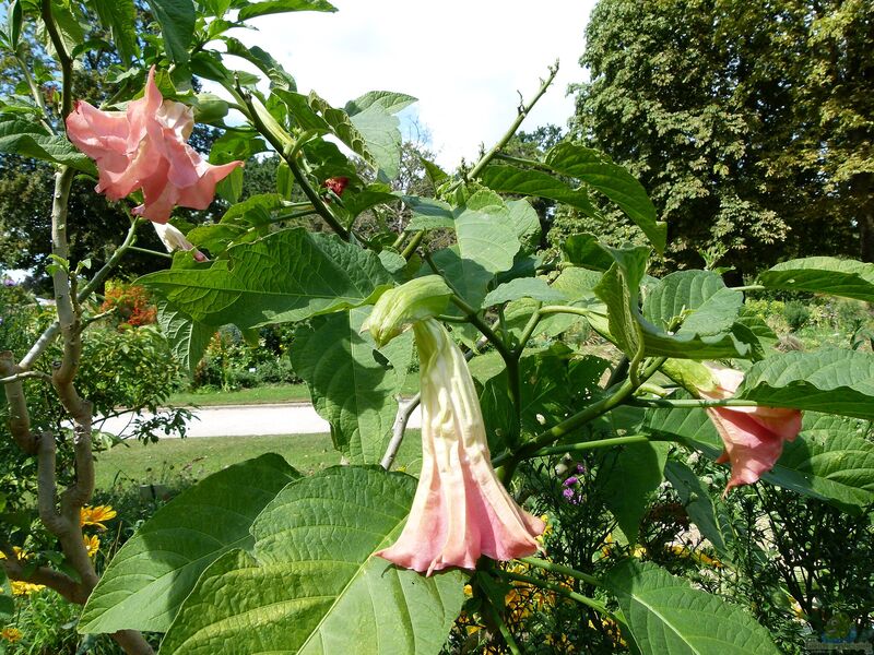 Brugmansia suaveolens im Garten pflanzen (Einrichtungsbeispiele mit Engelstrompete)