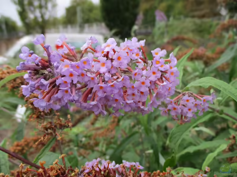 Buddleja davidii am Gartenteich (Einrichtungsbeispiele mit Schmetterlingsflieder)