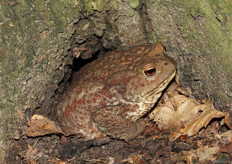 Bufo bufo im Garten (Einrichtungsbeispiele mit Erdkröten)