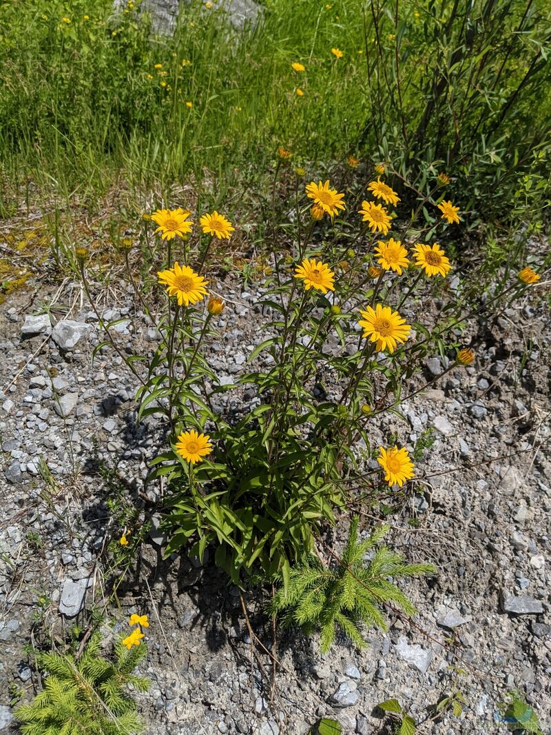 Buphthalmum salicifolium im Garten pflanzen (Einrichtungsbeispiele mit Ochsenauge)