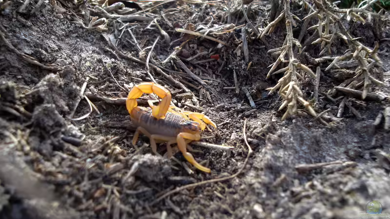 Buthus occitanus im Terrarium halten (Einrichtungsbeispiele für Feldskorpion)