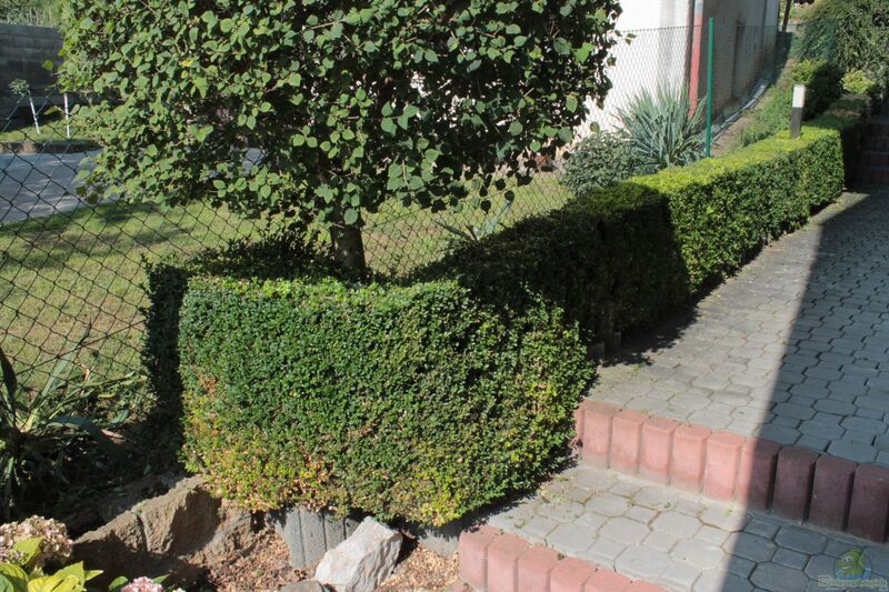 Buxus sempervirens im Garten pflanzen (Einrichtungsbeispiele mit Buchsbaum)