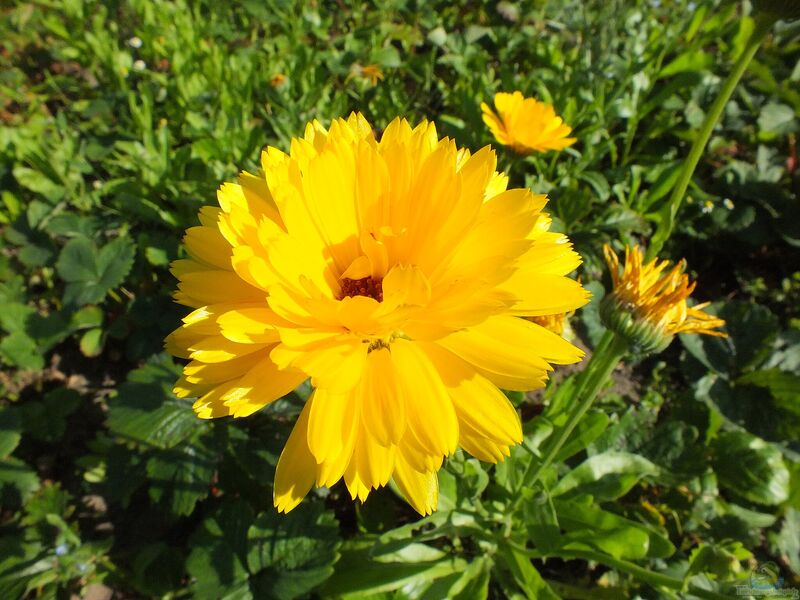 Calendula officinalis im Garten pflanzen (Einrichtungsbeispiele mit Ringelblume)