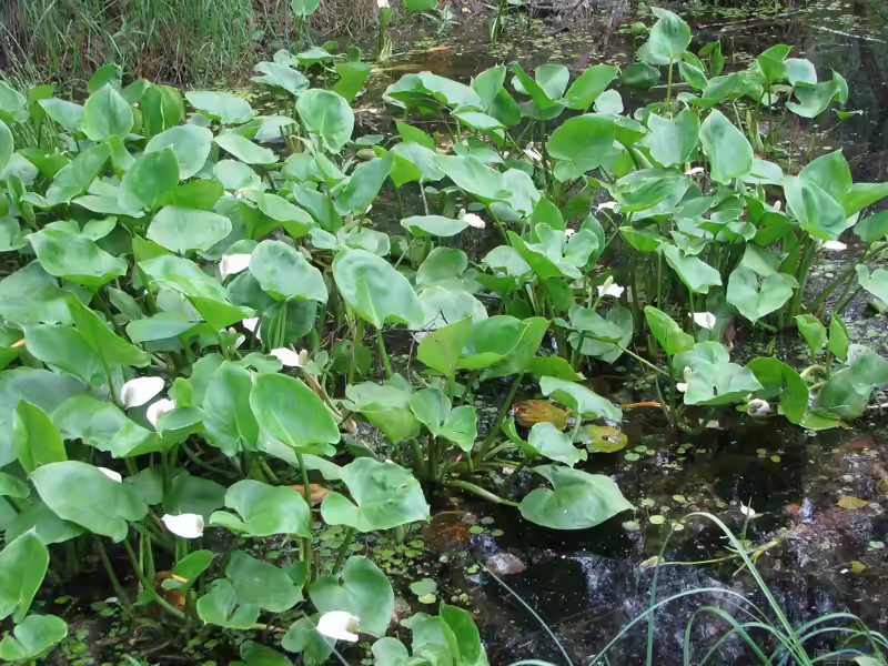 Calla palustris am Gartenteich (Einrichtungsbeispiele mit Sumpf-Calla)