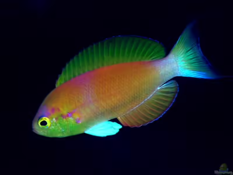 Callanthias japonicus im Aquarium halten (Einrichtungsbeispiele für Pracht-Glanzbarsch)