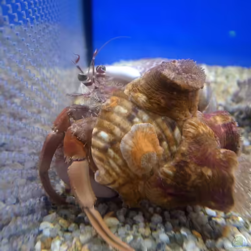 Calliactis polypus im Aquarium halten (Einrichtungsbeispiele für Einsiedler-Symbioseanemone)