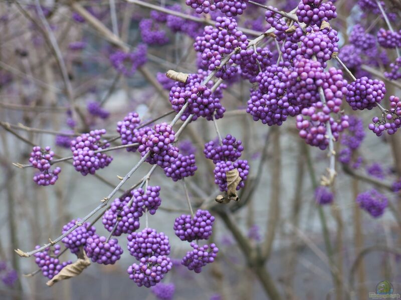 Callicarpa bodinieri im Garten pflanzen (Einrichtungsbeispiele mit Liebesperlenstrauch)