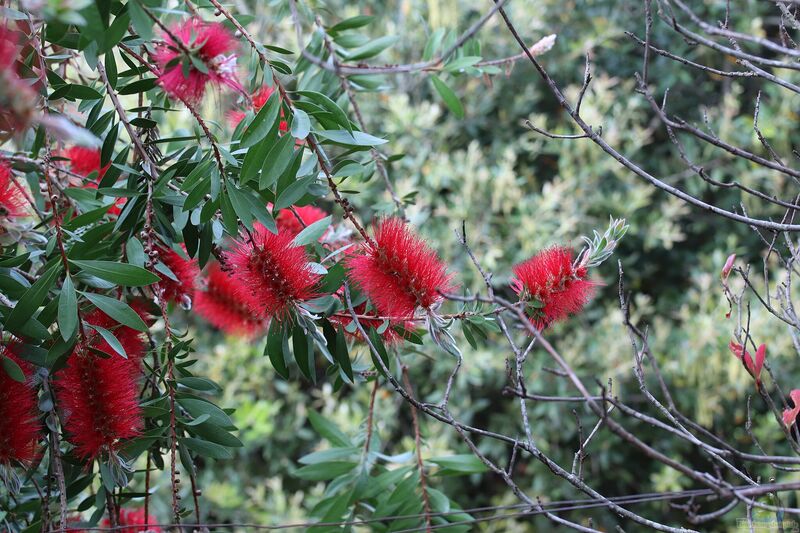 Callistemon citrinus im Garten pflanzen (Einrichtungsbeispiele mit Karminroter Zylinderputzer)