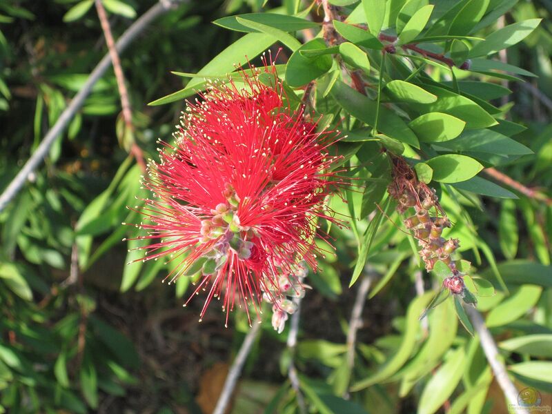 Callistemon viminalis im Garten pflanzen (Einrichtungsbeispiele mit Trauer-Zylinderputzer)