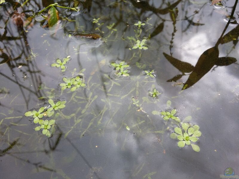 Callitriche palustris im Gartenteich pflegen (Einrichtungsbeispiele für Sumpfwasserstern)