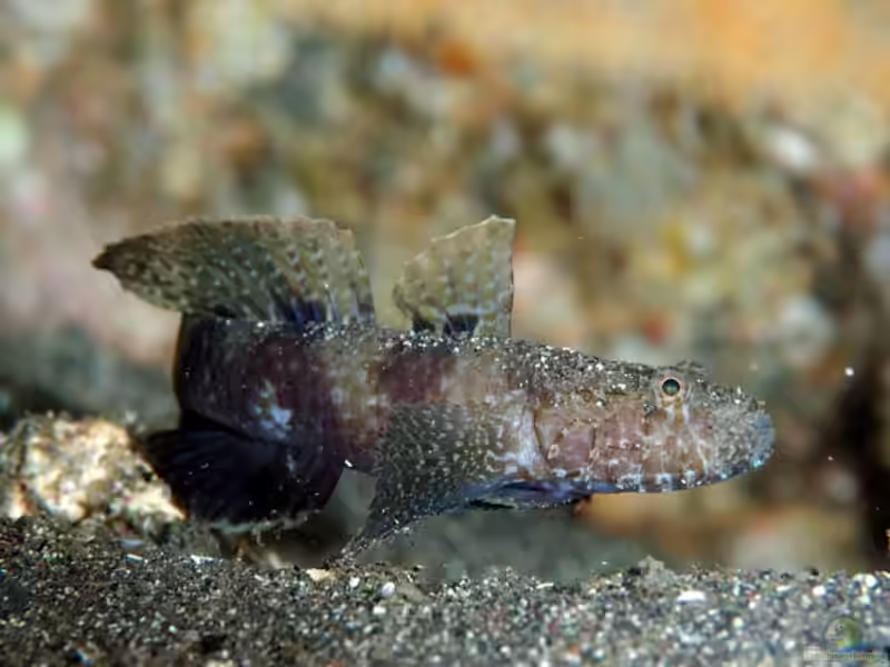 Callogobius shunkan im Aquarium halten (Einrichtungsbeispiele für Callogobius shunkan)