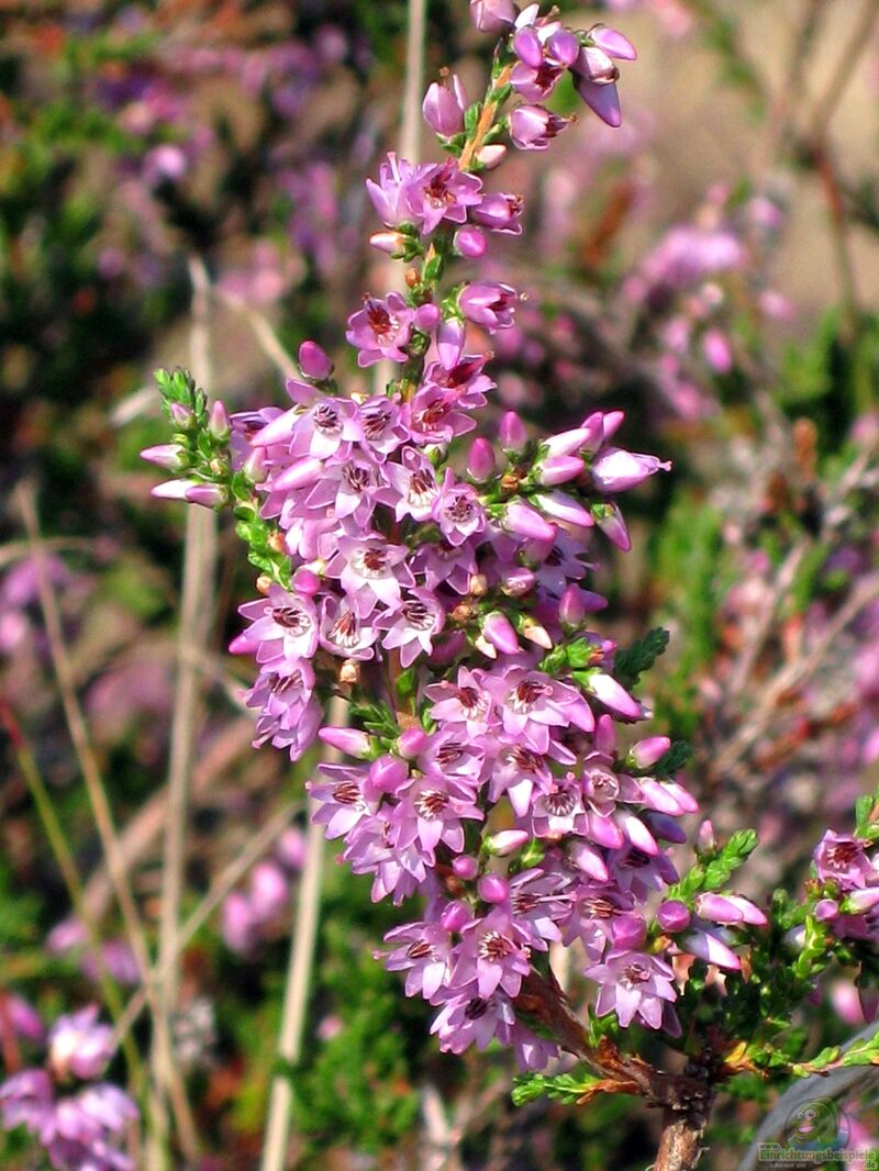 Calluna vulgaris am Gartenteich pflanzen (Einrichtungsbeispiele mit Besenheide)