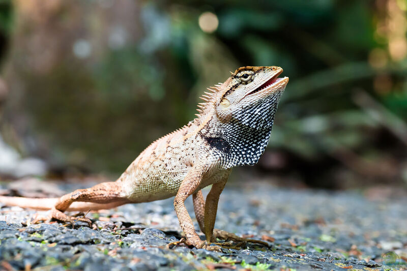 Calotes emma im Terrarium halten (Einrichtungsbeispiele mit Emmas Baumagamen)