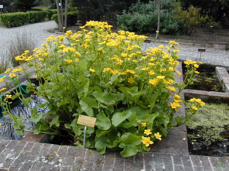 Caltha palustris am Gartenteich pflegen (Teichbeispiele mit Sumpfdotterblume)