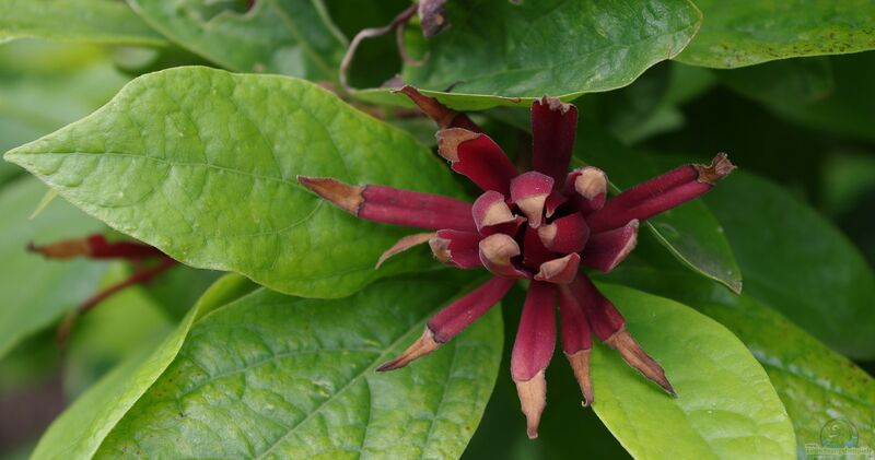 Calycanthus floridus im Garten pflanzen (Einrichtungsbeispiele mit Echter Gewürzstrauch)