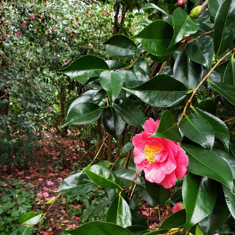 Camellia japonica im Garten pflanzen (Einrichtungsbeispiele mit Japanische Kamelie)