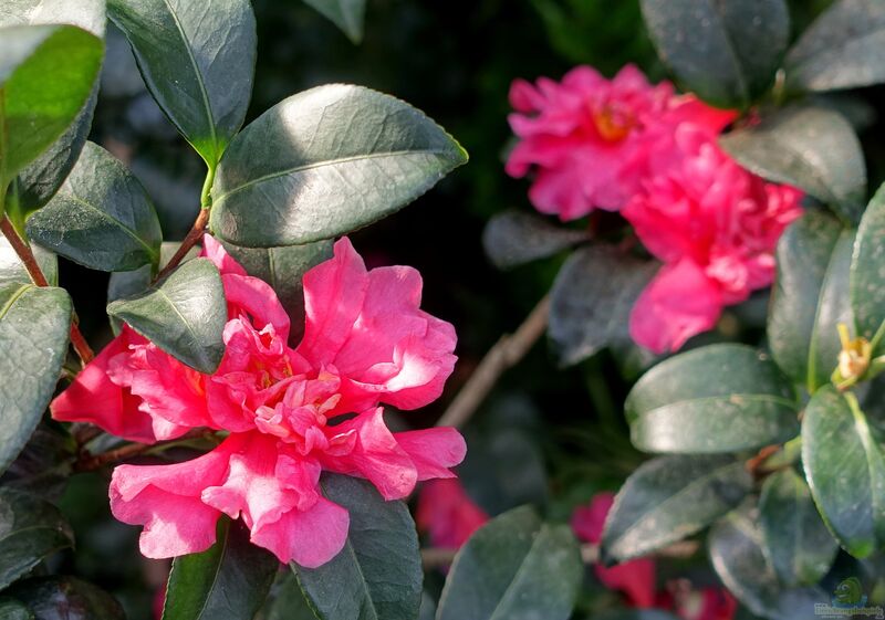 Camellia sasanqua im Garten pflanzen (Einrichtungsbeispiele mit Herbstblühende Kamelie)